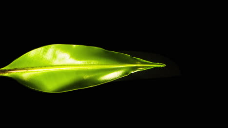 leaf of asplenium nidus growing and flexing it's muscle, reflecting light on it's veins