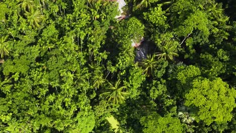 aerial bird's-eye view over vibrant green trees in the amazon rainforest in brazil near a remote village with indigenous people