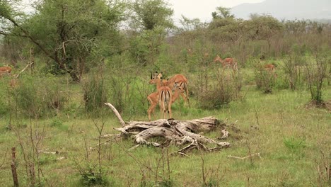 impala rascando cuernos, tiro ancho