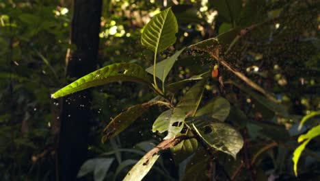 Toma-Deslizante-De-Una-Planta-Cubierta-Con-Un-Enjambre-De-Mosquitos-Lutzomyia-Voladores