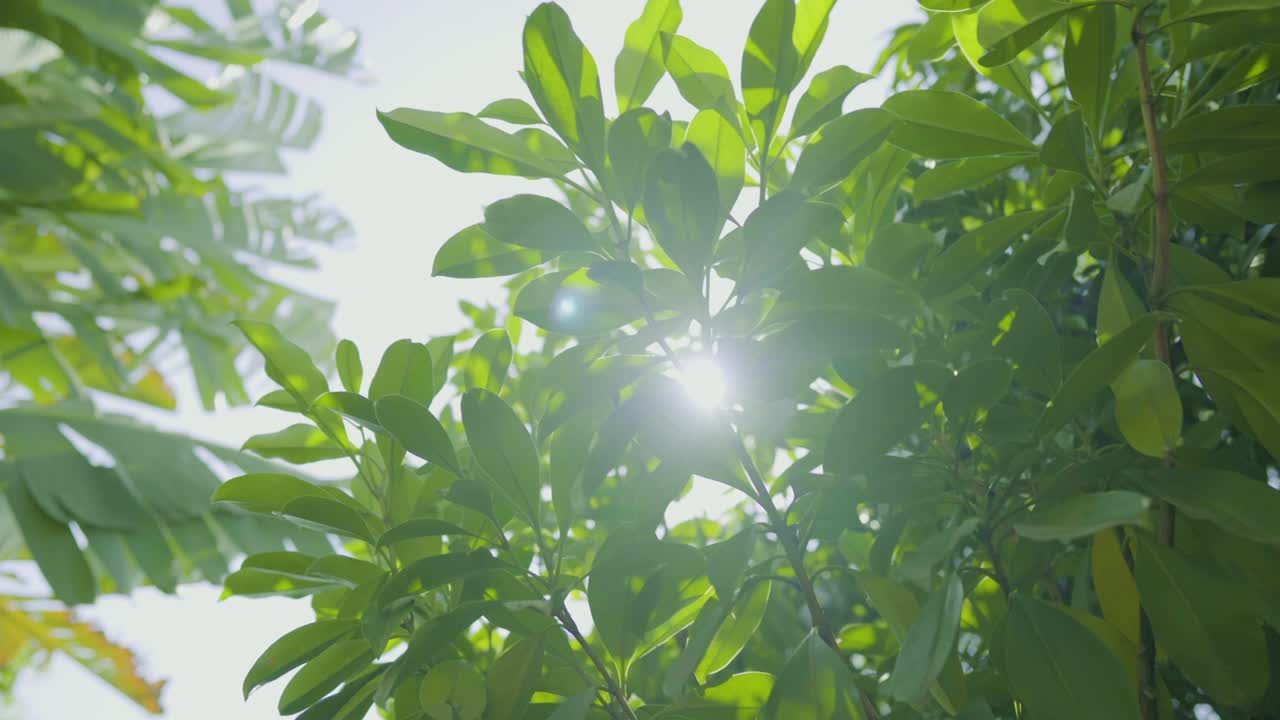 숲 속의 초록색 자연, 나무 꼭대기를 통해 보이는 풍경, 잎자루를 통해 보이는 빛.
