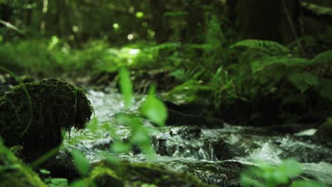 rapid stream with large rocks running in lush green forest, ground level shot