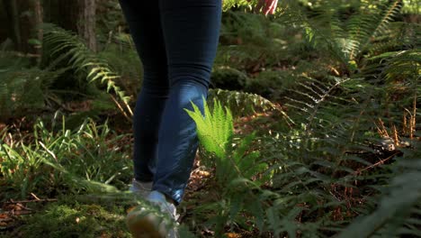 Woman-walking-through-ferns,-forest-floor-wearing-jeans