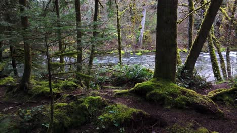 majestic shot of moss forest with flowing cedar river in washington state