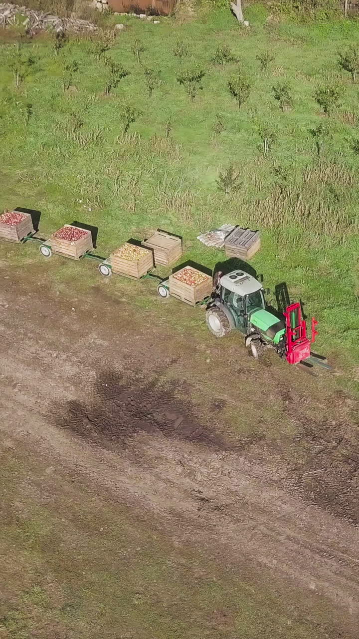 Apple farmland with tractor. Tractor pulling containers full of apples at apple factory Vertical video