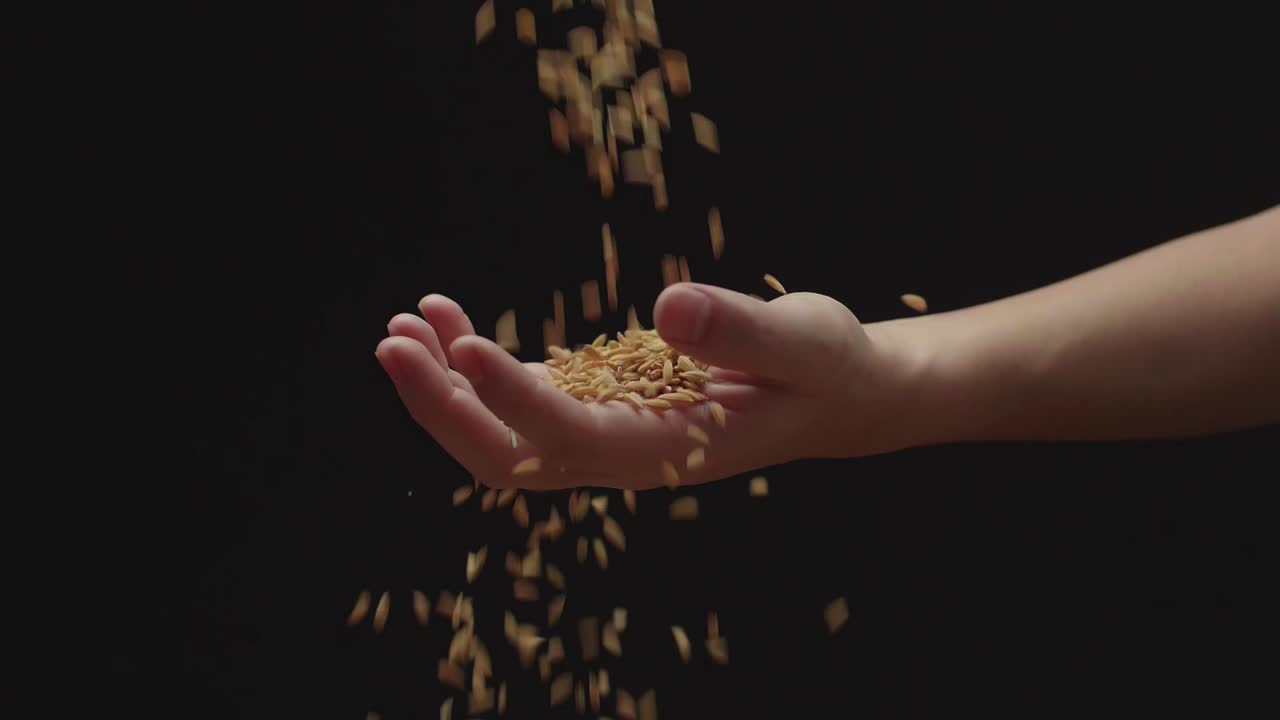 Rice Grain Is Poured From The Farmer'S Palm Into The Farmer'S Palm. Seeds Dropping From Farmer'S Hands