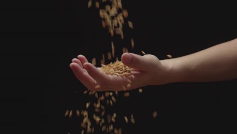 rice grain is poured from the farmer's palm into the farmer's palm. seeds dropping from farmer's hands