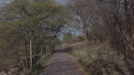 a row of trees along a walking path