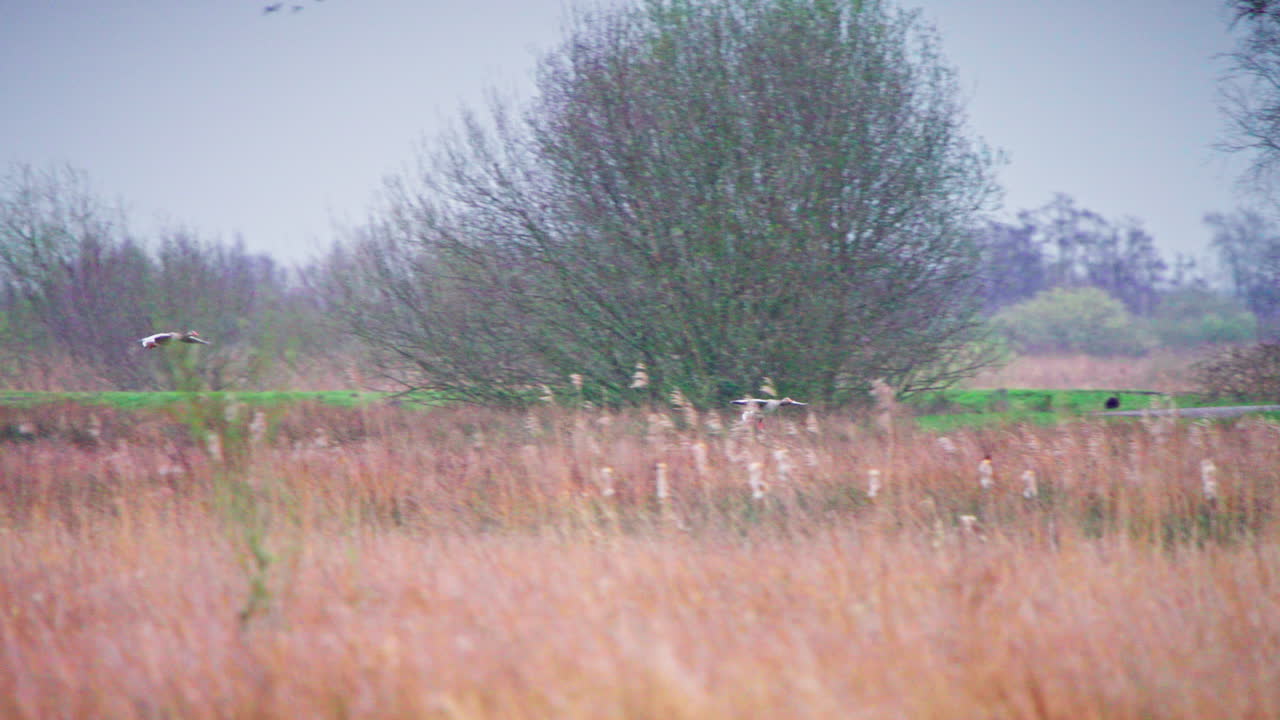 두 마리의 회색 거위 가 나무 숲 을 향해 갈색 잔디 을 날아다니고 있다