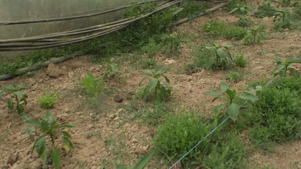 imágenes de filas de plántulas de plantas verdes en la casa verde