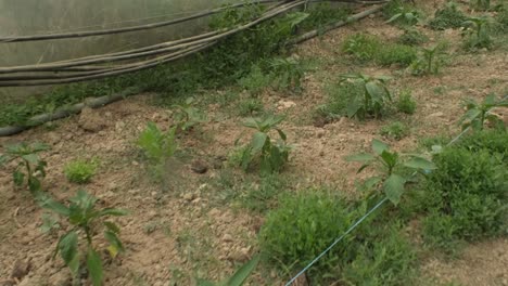 imágenes de filas de plántulas de plantas verdes en la casa verde