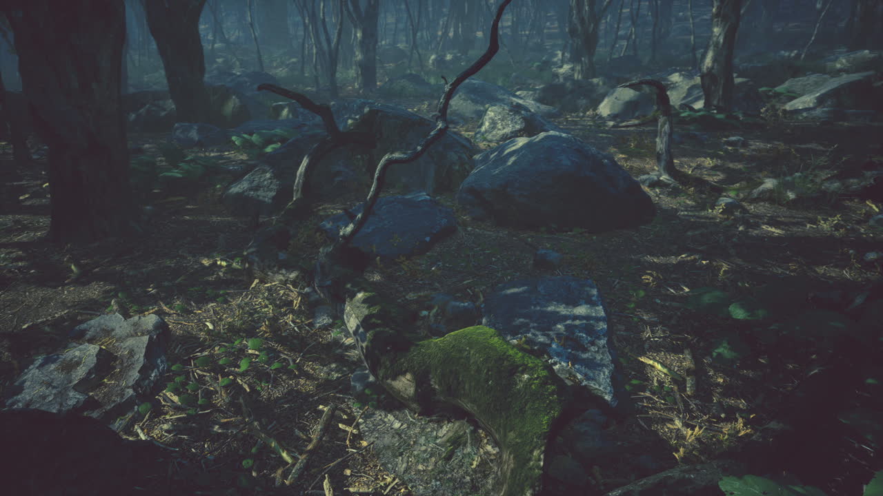 hermosa mañana en el bosque