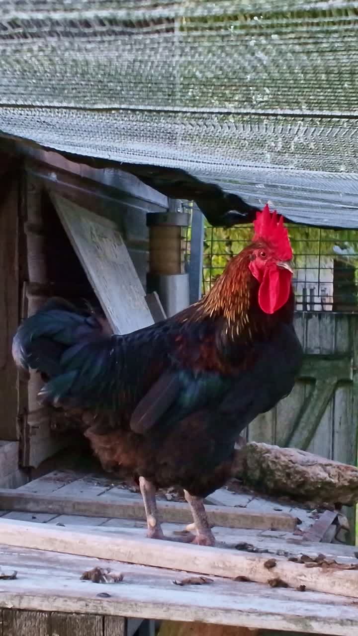 Vertical view of a black rooster standing tall on a wooden perch inside the farm enclosure