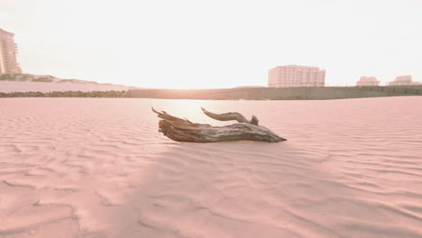 piece of an old root is lying in the sand of the beach