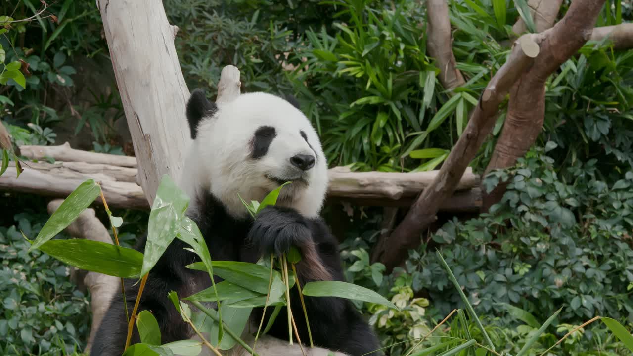 panda comiendo bambú