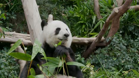 el panda comiendo bambú.