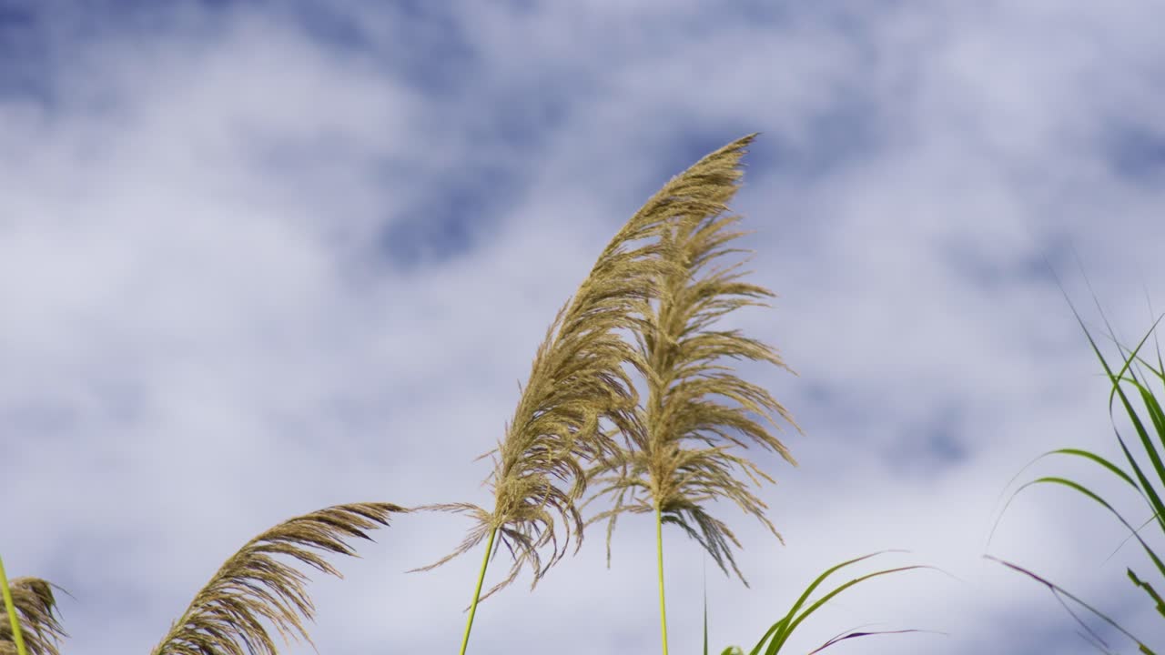 Pampas grass top in sunny weather in the wind, slow mo
