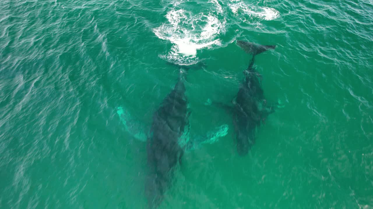 Pair Of Humpback Whales Blowing Water To Breathe On The Surface In Byron Bay, NSW, Australia. - aerial shot