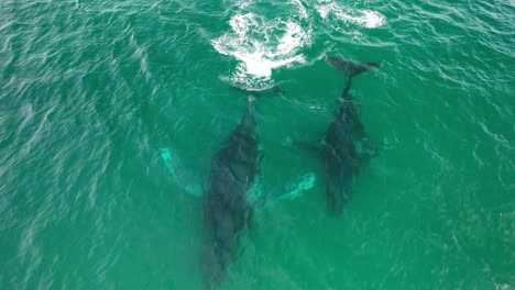 pair of humpback whales blowing water to breathe on the surface in byron bay, nsw, australia. - aerial shot