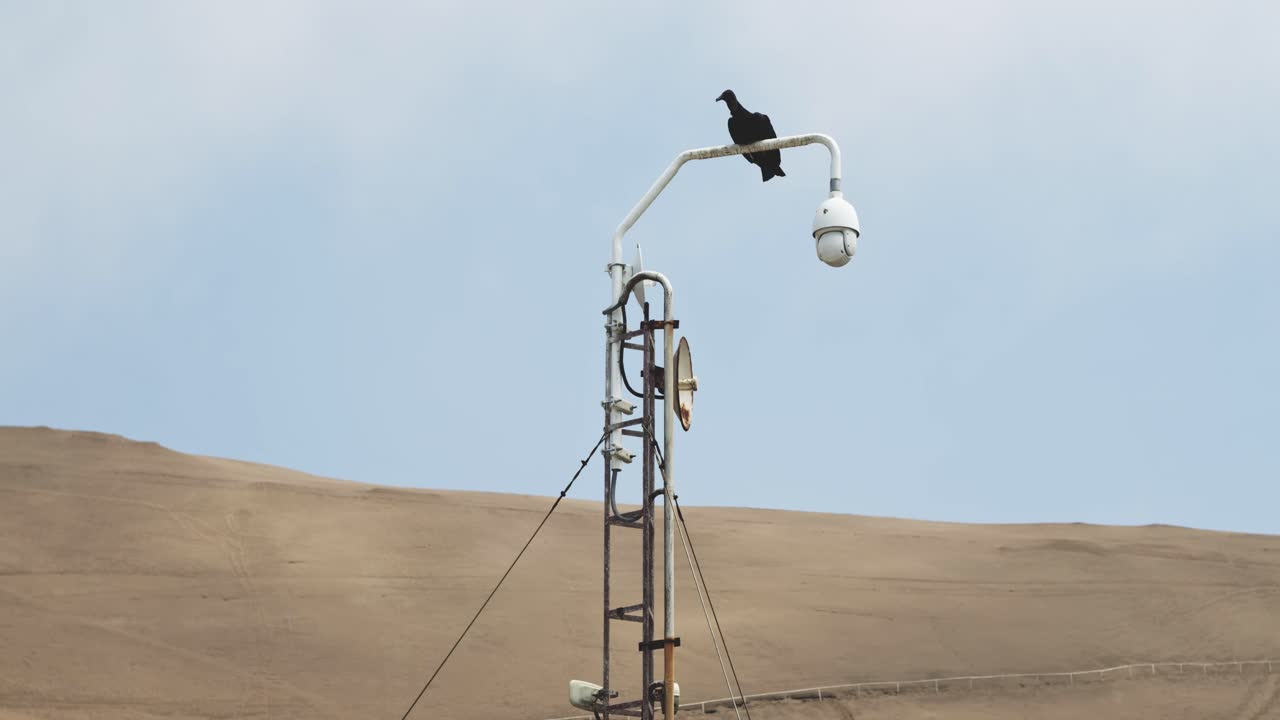 모래 언덕 앞 흰색 램프 게시물에 독수리