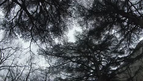 forest canopy view