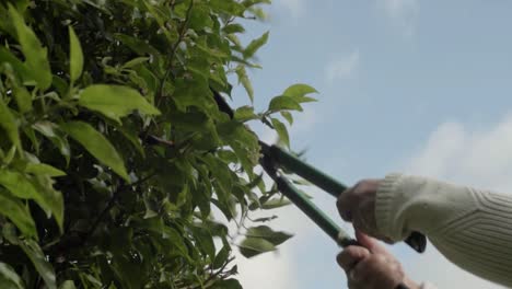 Trimming hedges with garden shears