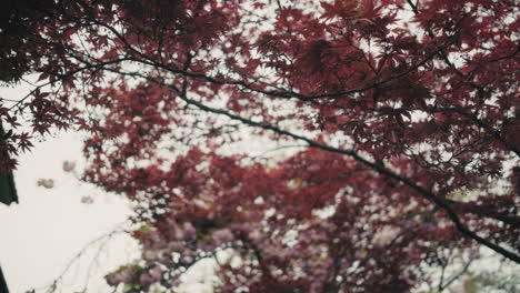beautiful red maple and pink cherry blossoms
