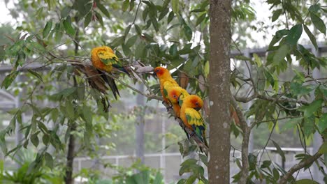 grupo de loros conura del sol encaramados en la rama de un árbol en el zoológico disparado en cámara lenta