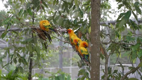 group of sun conure parrots perched tree branch at zoo slow motion shot