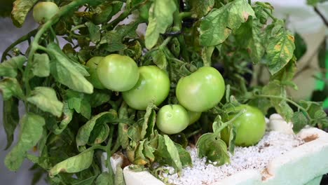 Una-Planta-De-Tomate-De-Cosecha-Propia-Se-Exhibió-En-El-Festival-De-Agricultura-En-Los-Emiratos-Árabes-Unidos.