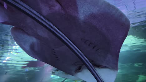 rayas en el acuario