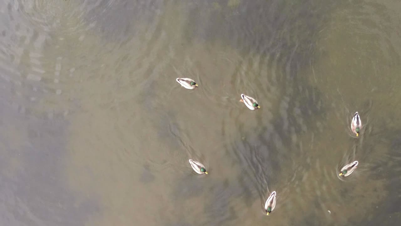 video de vista superior vertical de patos en un lago tranquilo
