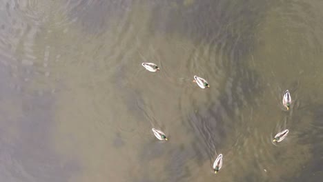 Vertical-top-view-video-of-ducks-in-a-calm-lake