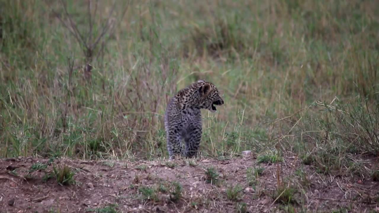cachorro de leopardo en un montículo rugiendo para llamar a su madre en el parque nacional africano