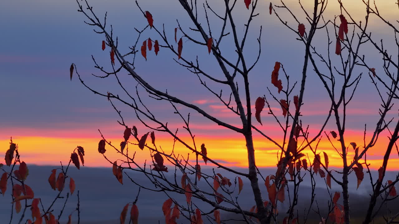 Aerial drone view of a leafless tree silhouetted against a vivid orange and purple sunset sky in rural Moldova