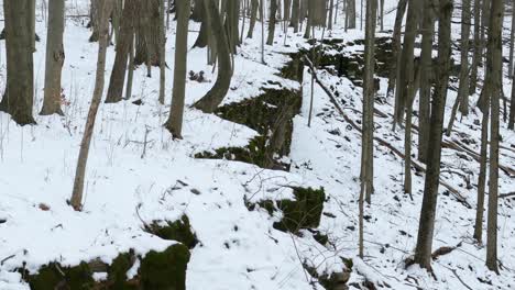 Escarpa-Nevada-Del-Niágara-Con-árboles-Crecidos-En-El-Bosque-En-Invierno