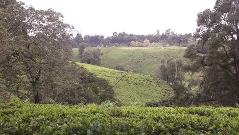 lush green tea farm in kiambethu, kenya, surrounded by rolling hills and dense trees in daylight