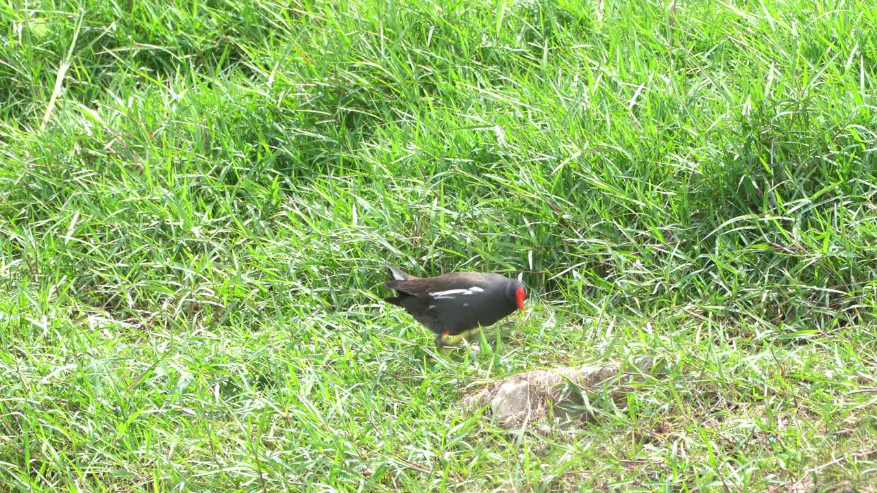 Eating grass on the water's edge