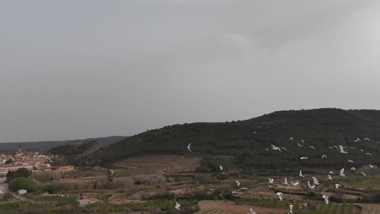 공중 드론 추적 백조 의 모습, 느린 동작 촬영