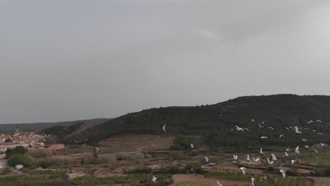 Vista-Aérea-De-Seguimiento-De-Drones-De-Una-Manada-De-Garzas-Blancas,-Toma-En-Cámara-Lenta