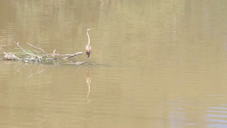 Brown-purple-heron-perched-on-a-tree-branch-over-a-river