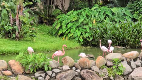 Pink flamingos walking and drinking in sunlit pond, lush natural setting