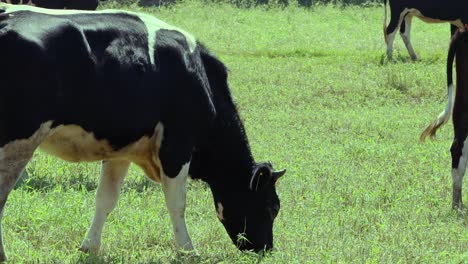 cows walking and grazing in a green field