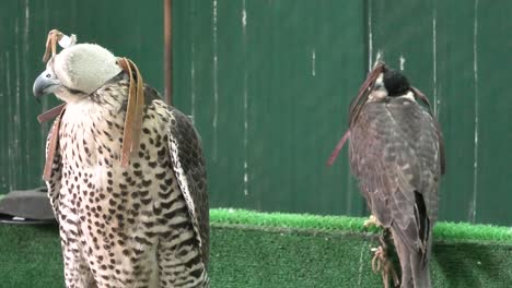 dos halcones en el zoco de doha