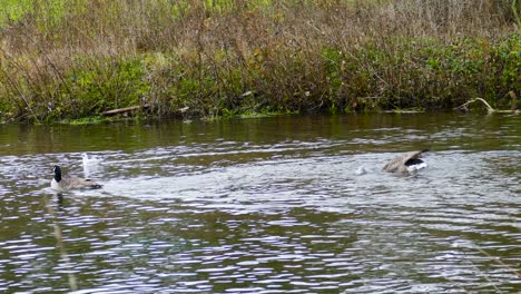 Zwei-Kanadagänse-Schlagen-Mit-Den-Flügeln-Beim-Baden-In-Den-Schnell-Fließenden-Wassern-Des-Kleinen-Flusses-Thetford,-Die-Strömung-Treibt-Die-Vögel-Flussabwärts,-Während-Sie-Kämpfen,-Um-Ihre-Position-Zu-Halten,-Norfolk,-England