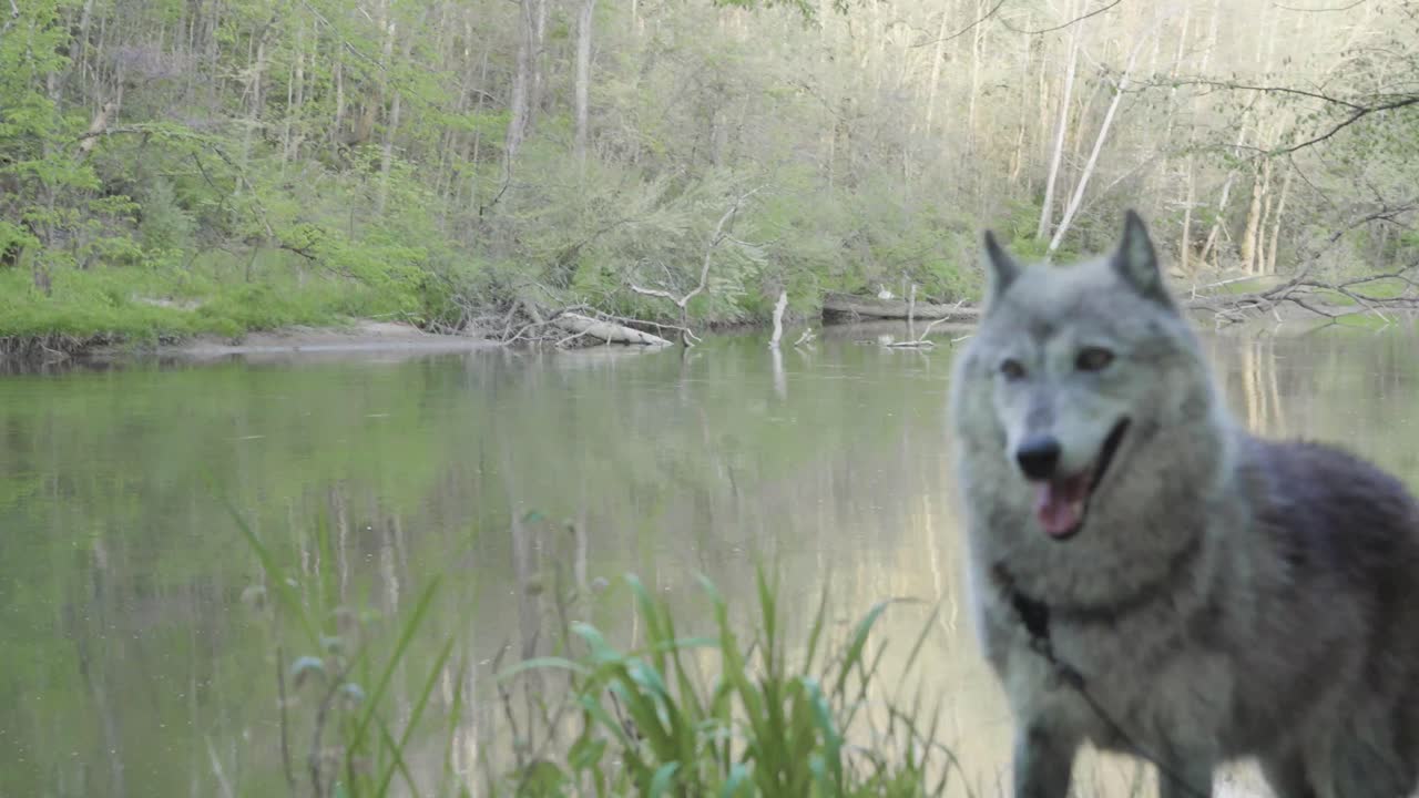 A gray wolf stands alert near a calm river surrounded by a forest clearing. Its eyes lock forward, capturing the wild spirit and awareness of this majestic predator in nature.