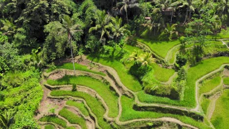 Vista-Aérea-De-Las-Terrazas-De-Arroz-De-Tegalalang-En-Gianyar,-Bali,-Indonesia.