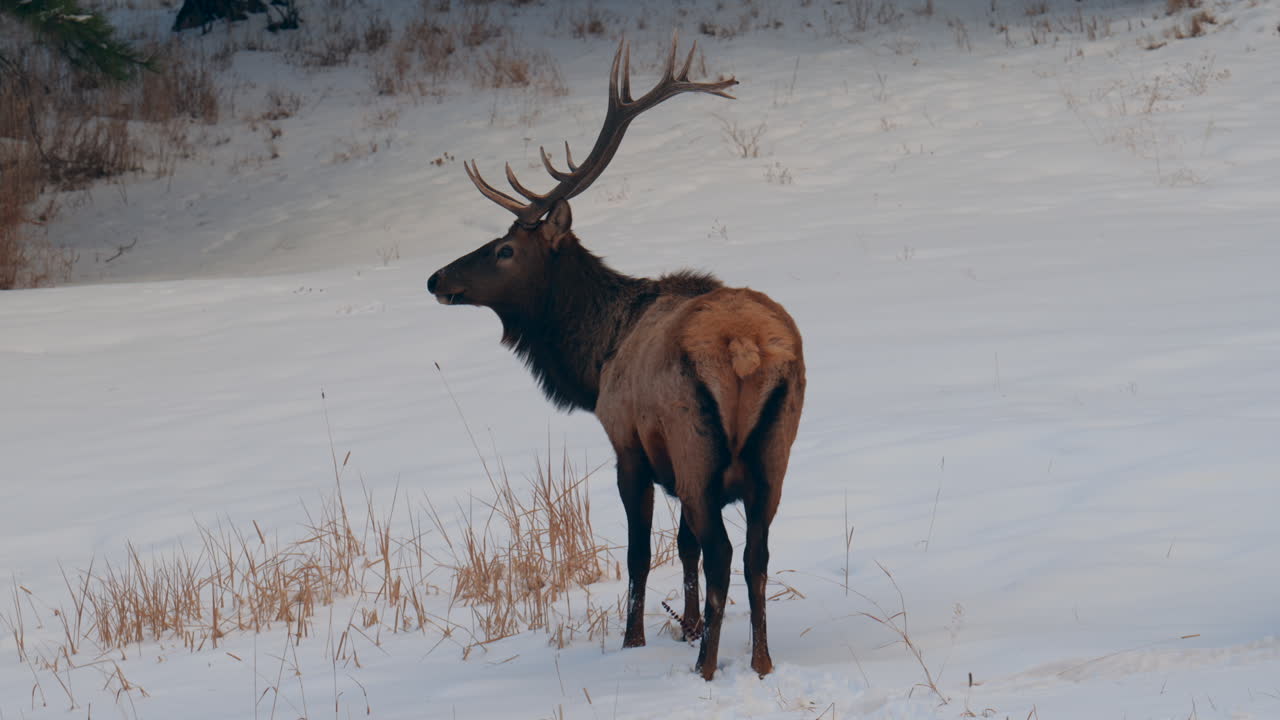 Buck Bull Elk herd Denver front range backcountry Colorado Yellowstone National Park Montana Wyoming Idaho wildlife animal sunset winter eating grass open snow meadow males deer buck hunter pan follow