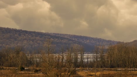 flocks of snow geese migrating north in spring stop for a rest and feed before continuing north in organized groups