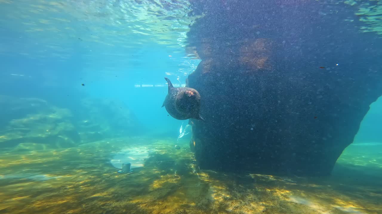 una foca nadando hacia la cámara dentro de un acuario natural en el zoológico local